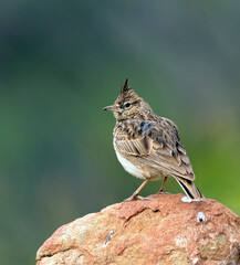 Theklaleeuwerik, Thekla Lark, Galerida theklae theklae