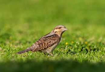 Draaihals; Eurasian Wryneck; Jynx torquilla