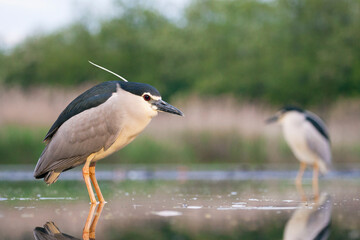 Kwak, Black-crowned Night Heron, Nycticorax nycticorax