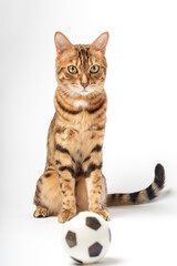 Bengal cat plays with a toy soccer ball isolated on a white background. Cat toys.