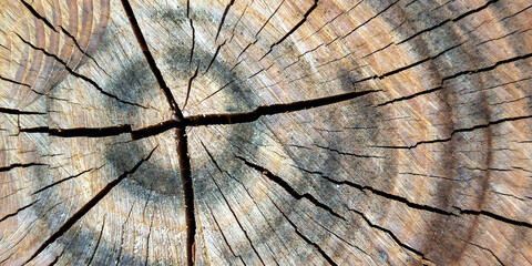 texture of a cut of an old dry tree. abstract texture. Horizontal image. Banner for insertion into site.
