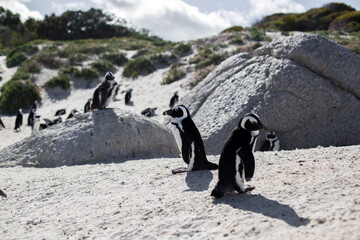 penguins at the cape of good hope in south africa