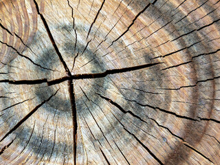 texture of a cut of an old dry tree. abstract texture. Horizontal image.