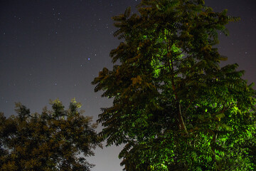 Green tree stands against the background of the starry sky at night