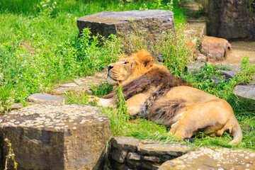 The lion among the stones sleeps in the sun. Background with selective focus and copy space