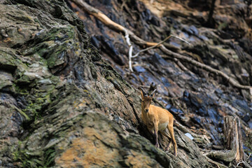 Alpine ibex. Background with selective focus and copy space