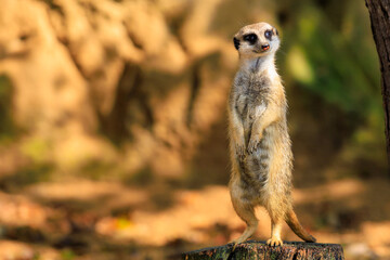 Naklejka na ściany i meble Meerkat with surprised emotion. Background with selective focus and copy space