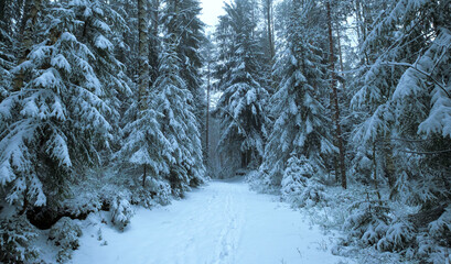 Fabulous winter road in northern snowy forest after a snowfall