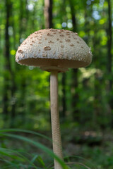 Macrolepiota procera or Lepiota procera mushroom growing in the autumn forest, close up. Beauty with long slim leg with sliding ring and large scaly hat
