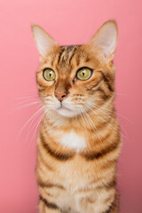 Fototapeta premium Funny Bengal cat on a pink background. Portrait on a wide-angle lens.