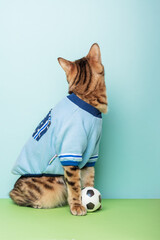 Football bengal cat sits next to the ball on a colored background.