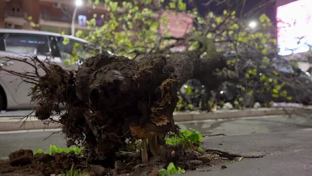Uprooted fallen tree on the sidewalk after strong storm in the city centre, natural disaster caused with climate change and strong hurricane aftermath. Tree fell on parked cars on the street side