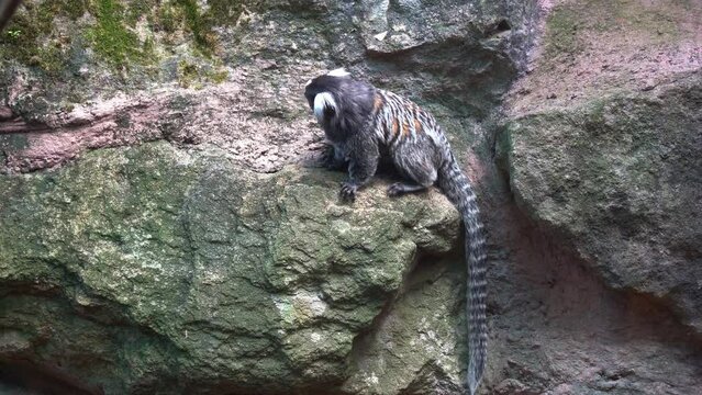 Fluffy adult common marmoset, callithrix jacchus with white tufted-ears and long tail spotted on a rocky wall in daytime, handheld motion close up shot.