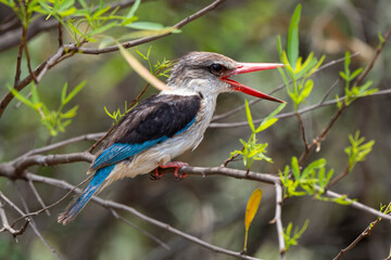 Fototapeta premium Martin chasseur à tête brune,.Halcyon albiventris, Brown hooded Kingfisher