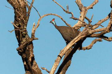 Pintade de Numidie, Numida meleagris, Helmeted Guineafow