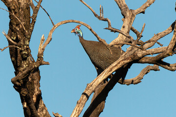 Pintade de Numidie, Numida meleagris, Helmeted Guineafow