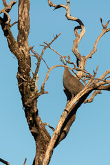 Pintade de Numidie, Numida meleagris, Helmeted Guineafow