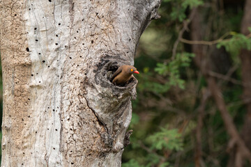 Obraz premium Piqueboeuf à bec rouge, Red billed Oxpecker, Buphagus erythrorhynchus