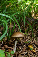 Edible mushroom Leccinum pseudoscabrum in deciduous forest. Known as Hazel Bolete. Wild mushroom growing in the leaves