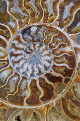 Petrified ammonite shell spiral pattern