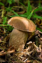 Boletus edulis or cep, edible wild mushroom in a forest