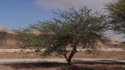 Acacia tree in geological park Timna, Israel