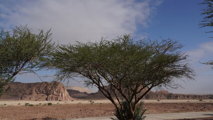 Naklejka premium Acacia tree in geological park Timna, Israel