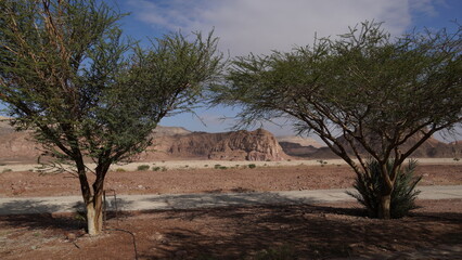 Acacia tree in geological park Timna, Israel