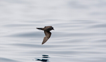 Californisch Stormvogeltje, Ashy Storm-Petrel, Oceanodroma homochroa