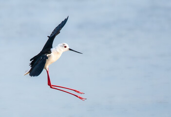 Black-winged Stilt, Himantopus himantopus