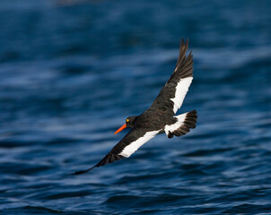 Magelhaenscholekster, Magellanic Oystercatcher, Haematopus leucopodus