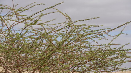 Acacia tree in geological park Timna, Israel