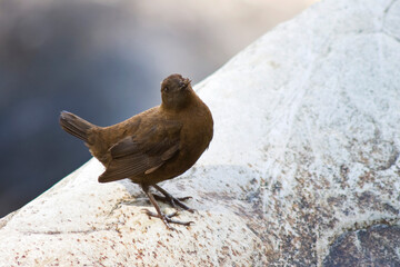 Zwarte Waterspreeuw, Brown Dipper, Cinclus pallasii