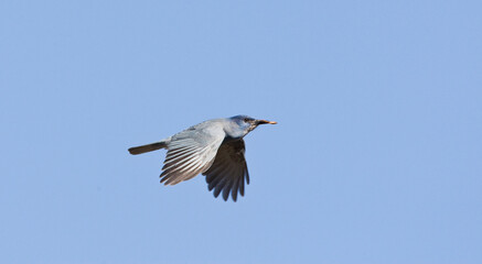 Pinyongaai, Pinyon Jay, Gymnorhinus cyanocephalus