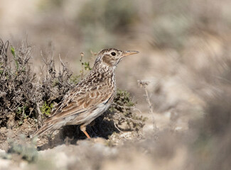 Duponts Leeuwerik, Dupont's Lark, Chersophilus duponti duponti