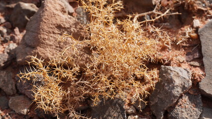 Dry plant is waiting for the rain in the desert