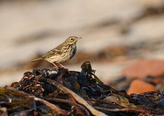 Meadow Pipit, Graspieper, Anthus pratensis