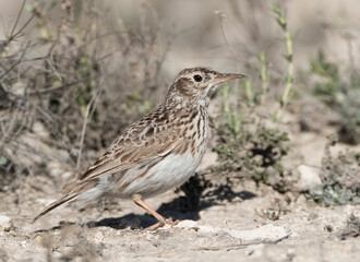 Duponts Leeuwerik, Dupont's Lark, Chersophilus duponti duponti