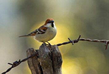 Obraz premium Roodkopmus, Russet Sparrow, Passer rutilans