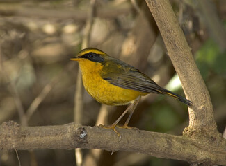 Golden Bush Robin, Goudstaart, Luscinia chrysaea