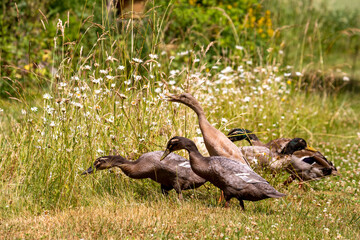 Indische Laufenten, Indian Runner Ducks, Anas platyrhynchos domesticus
