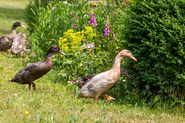 Indische Laufenten, Indian Runner Ducks, Anas platyrhynchos domesticus