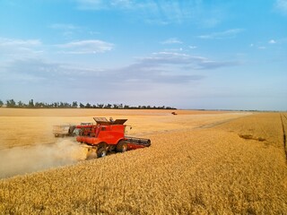 Aerial drone photo of red harvester working in wheat field on sunset. Combine harvesting machine...