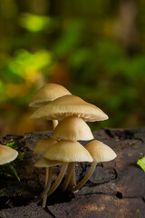 The Common Bonnet Mycena galericulata is an inedible mushroom , an intresting photo