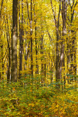Fototapeta premium Park in autumn with beautiful autumn foliage