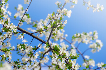 Cherry branch with beautiful background
