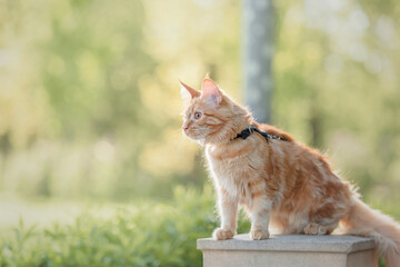 Ginger tabby maine coon cat outdoor. Domestic cat on a walk. Cute kitten outdoor