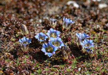 alpine flowers