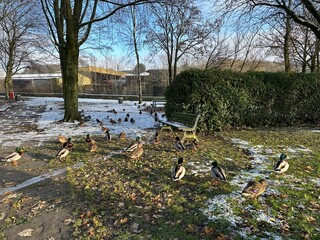 Ducks by the river in freezing weather with snow on the ground. Taken in Ramsbottom Lancashire England. 