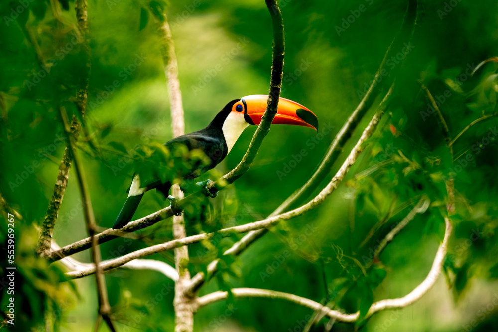 Wall mural toucan on a tree branch in the amazon forest